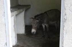 A donkey sheltering in the school, Djibouti